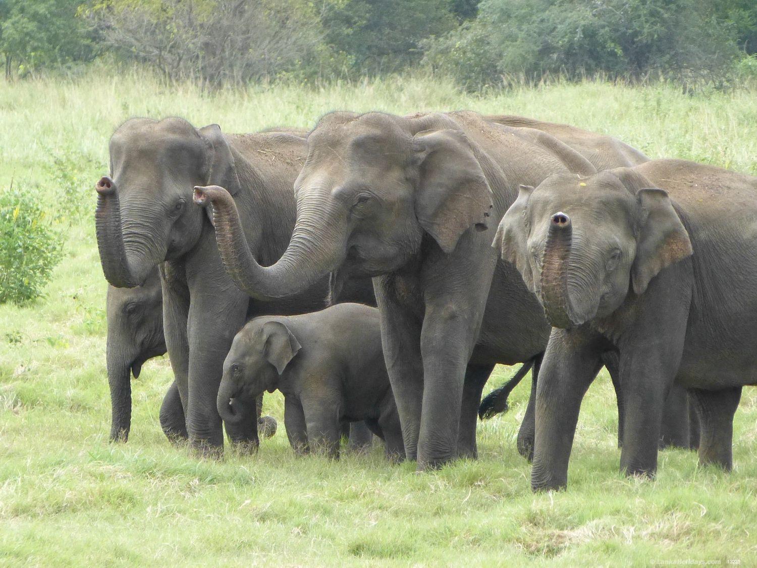Safari at Minneriya