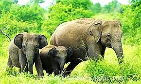 WILD LIVES IN SRI LANKA