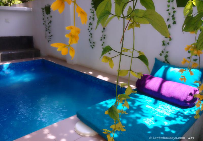 Plunge pool under the mango tree