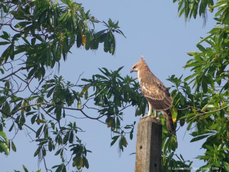 birds in the land