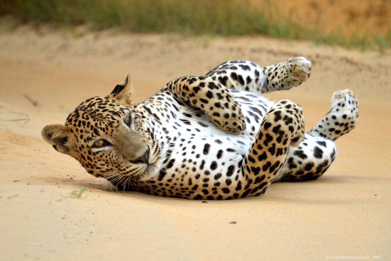 Yala National Park Safari