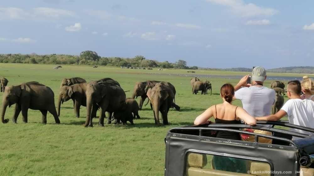 Wildlife in Sri Lanka