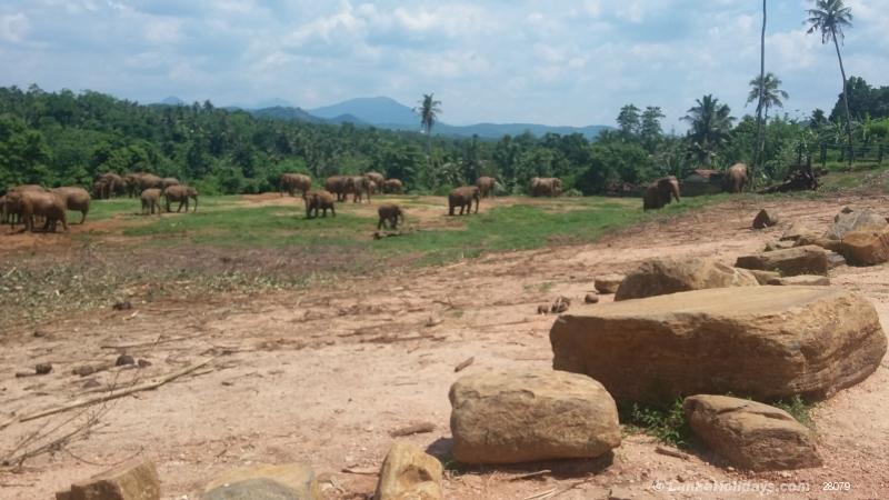 Pinnawala Elephant Orphanage 