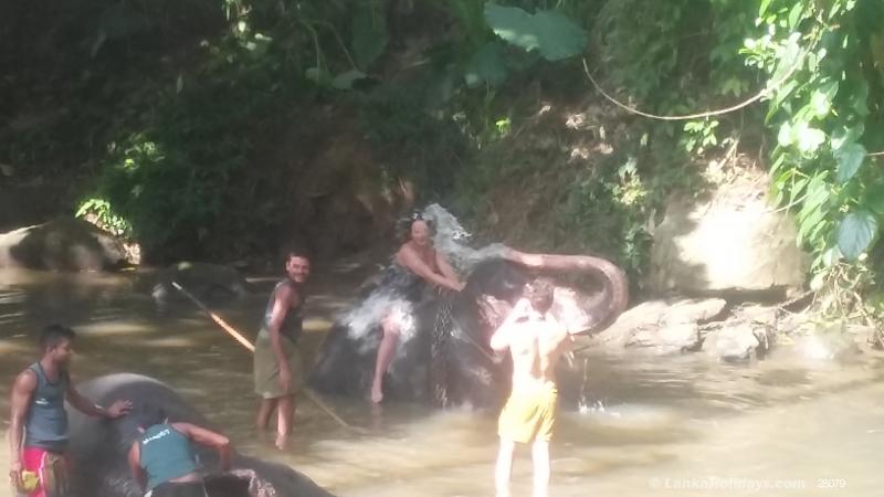 Millennium Elephant Foundation 