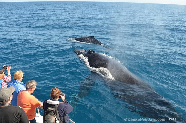 Whale watching in Mirissa,Southern SL