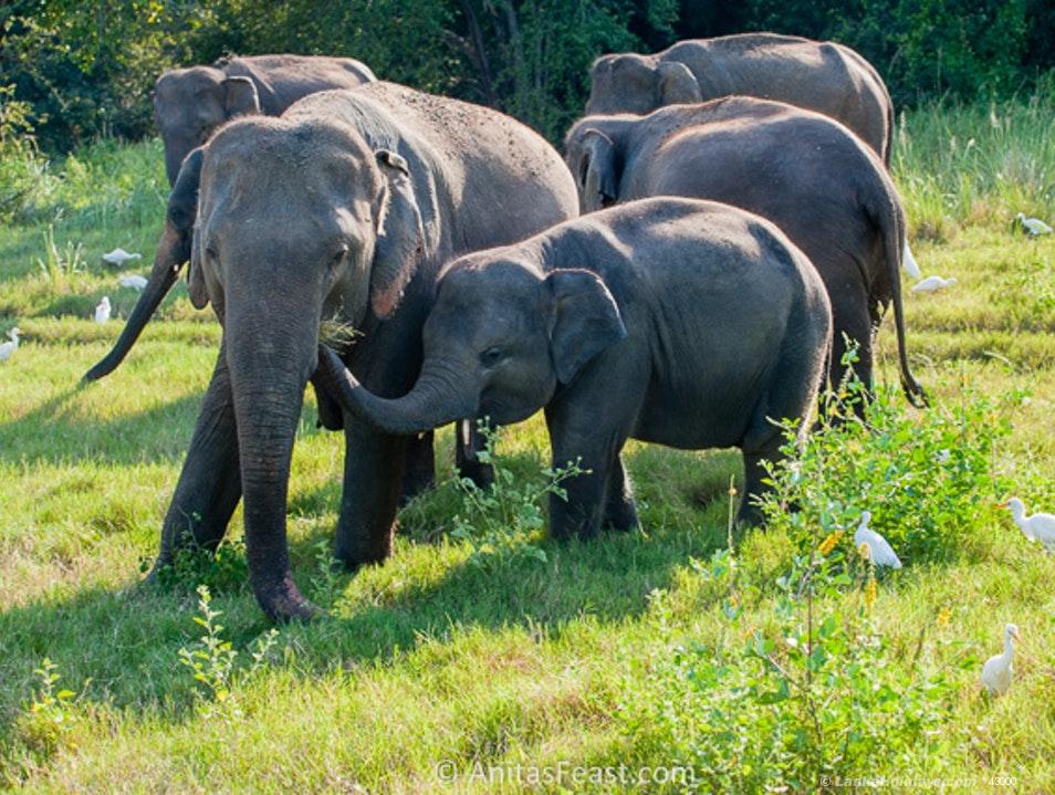 Elephants nearby