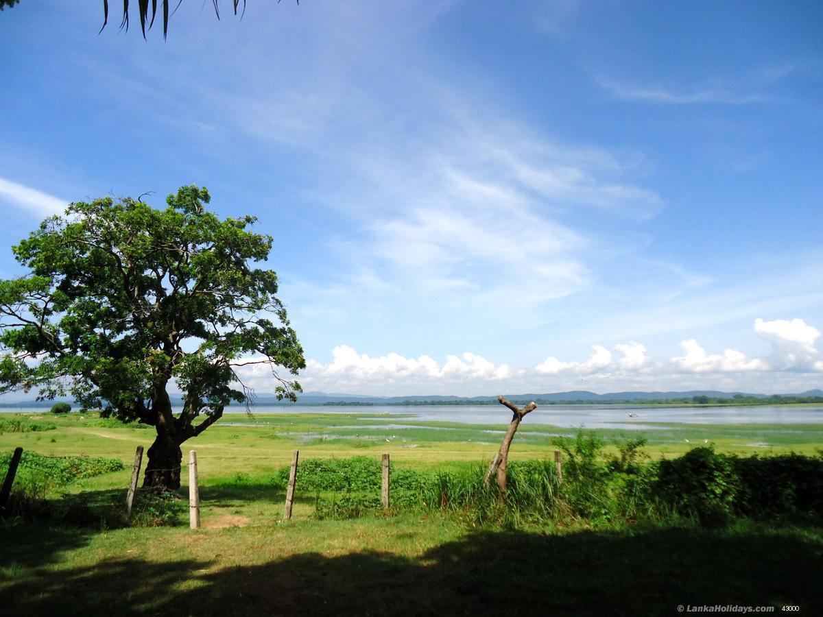 Lake view