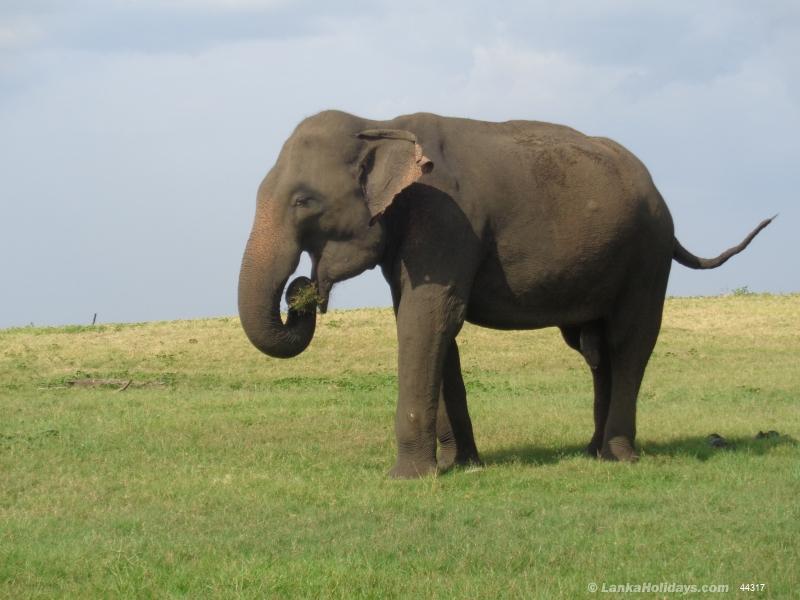 Male Elephant