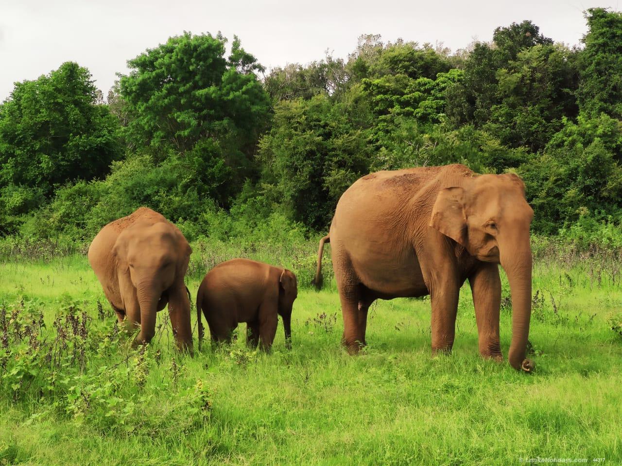 Elephant Family