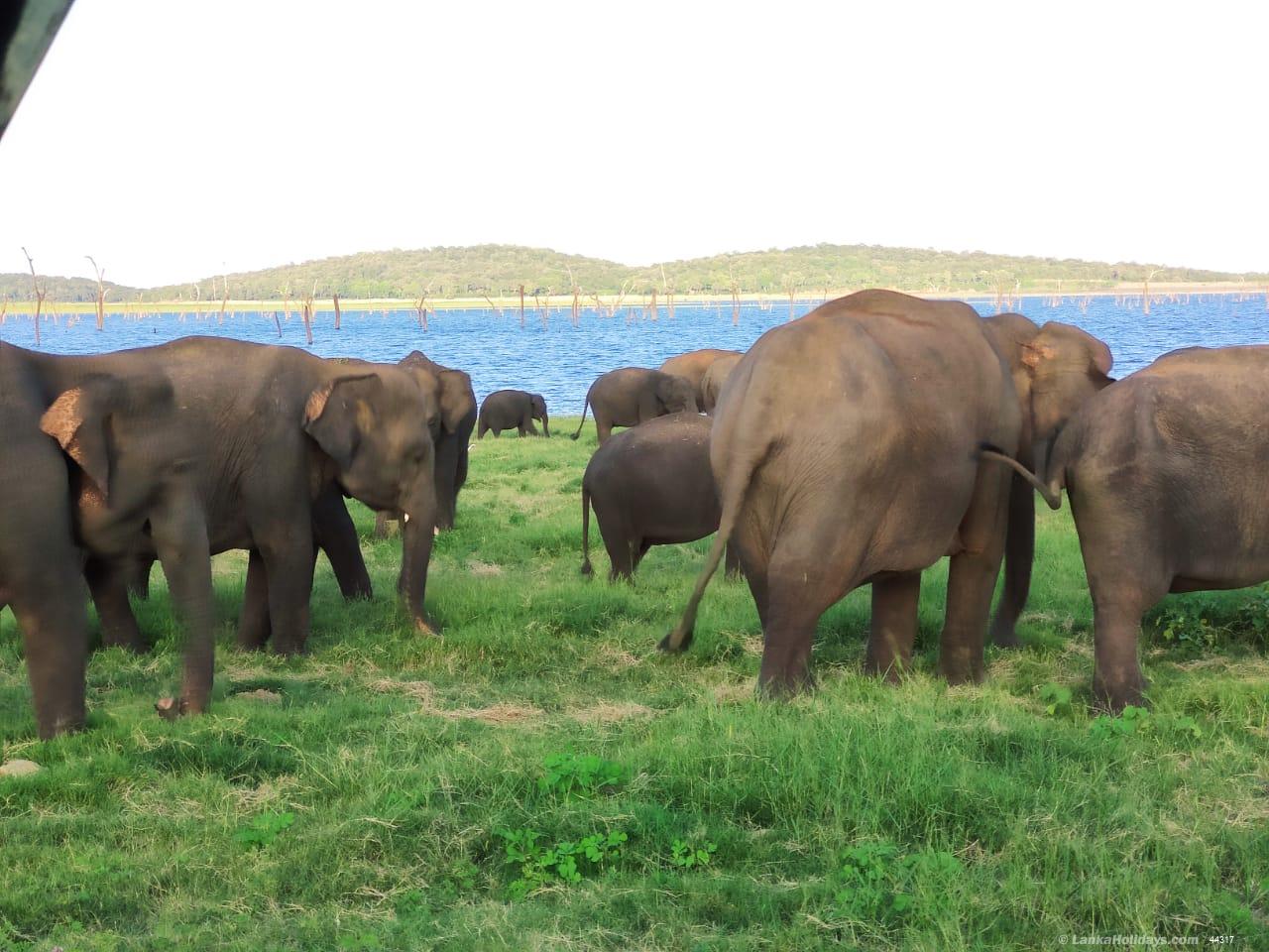 Elephant Gathering