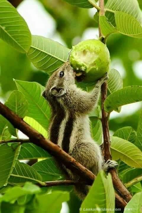 Anuaradhapura BB