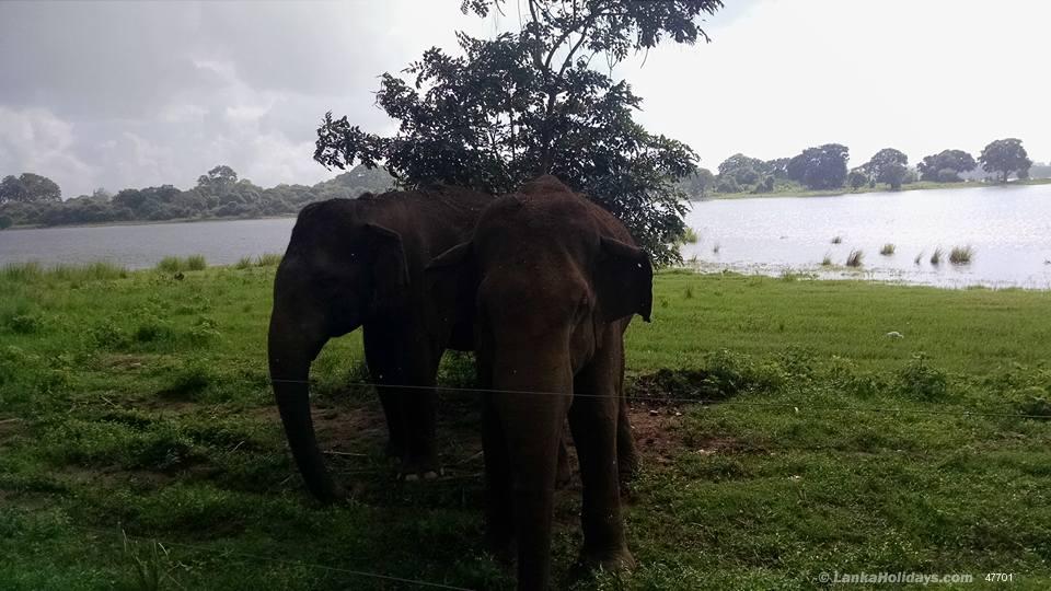 Polonnaruwa Hotel