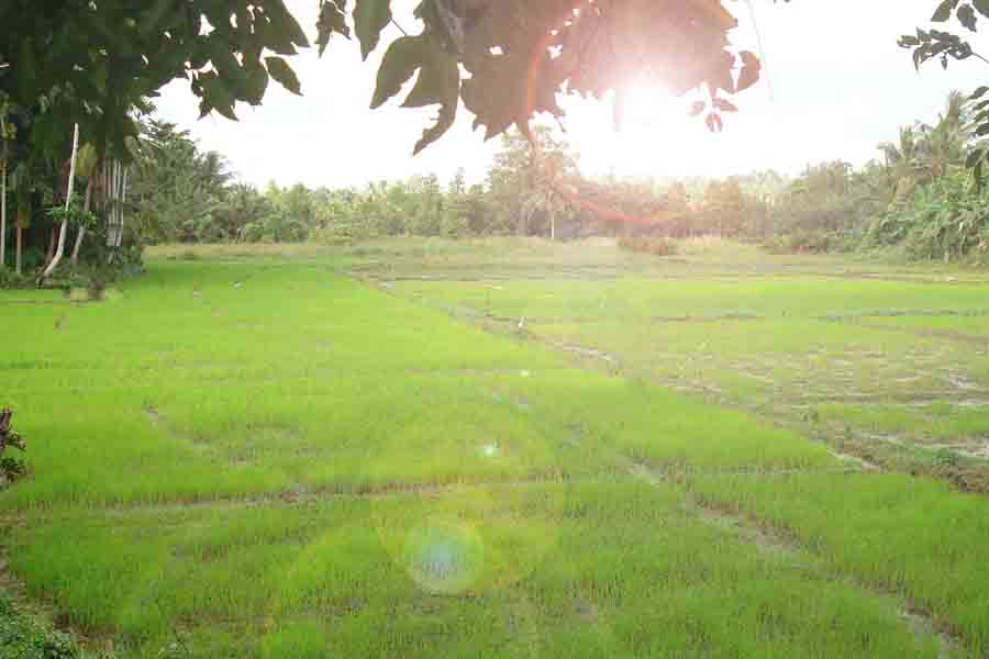 greenish over view