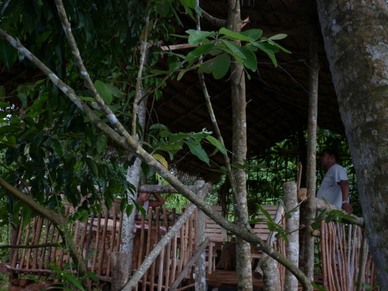 Bird watching tree house