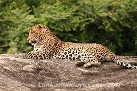 Sri Lanka holiday Van hire