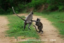Sri Lanka holiday Van hire