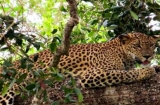 Wilpattu Hotel