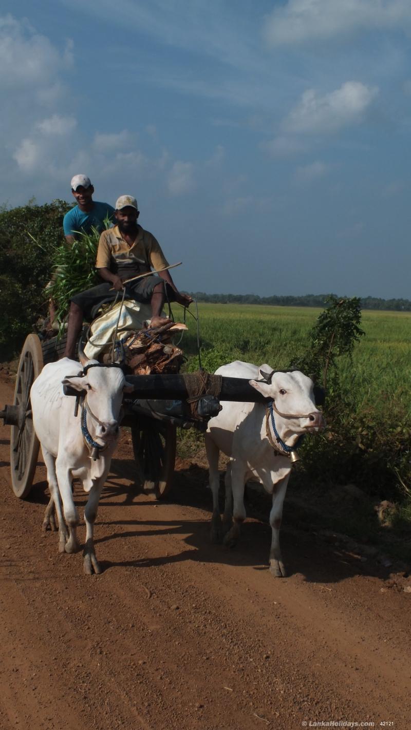 Jaffna