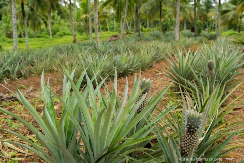 Plantation - Pineapple