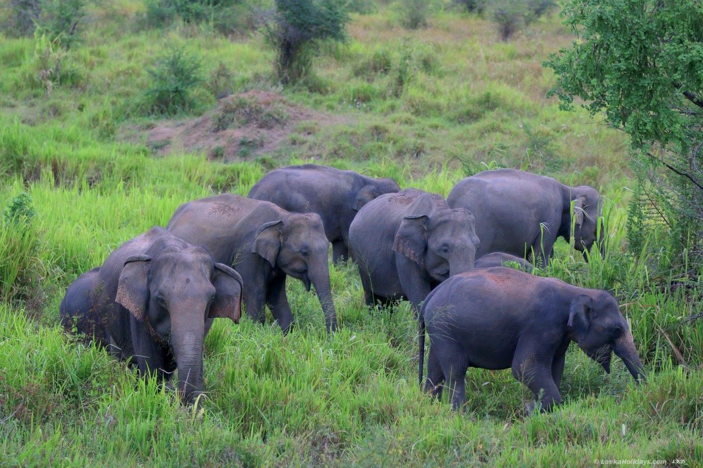 Sri Lanka holiday Van hire