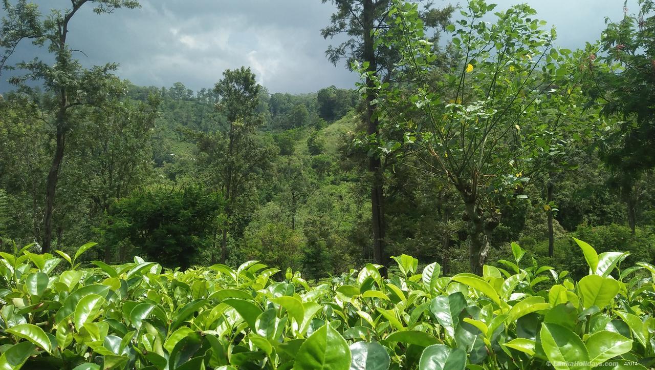 Marvelous tea estate a round 