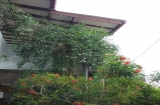 Anuradhapura Hotel